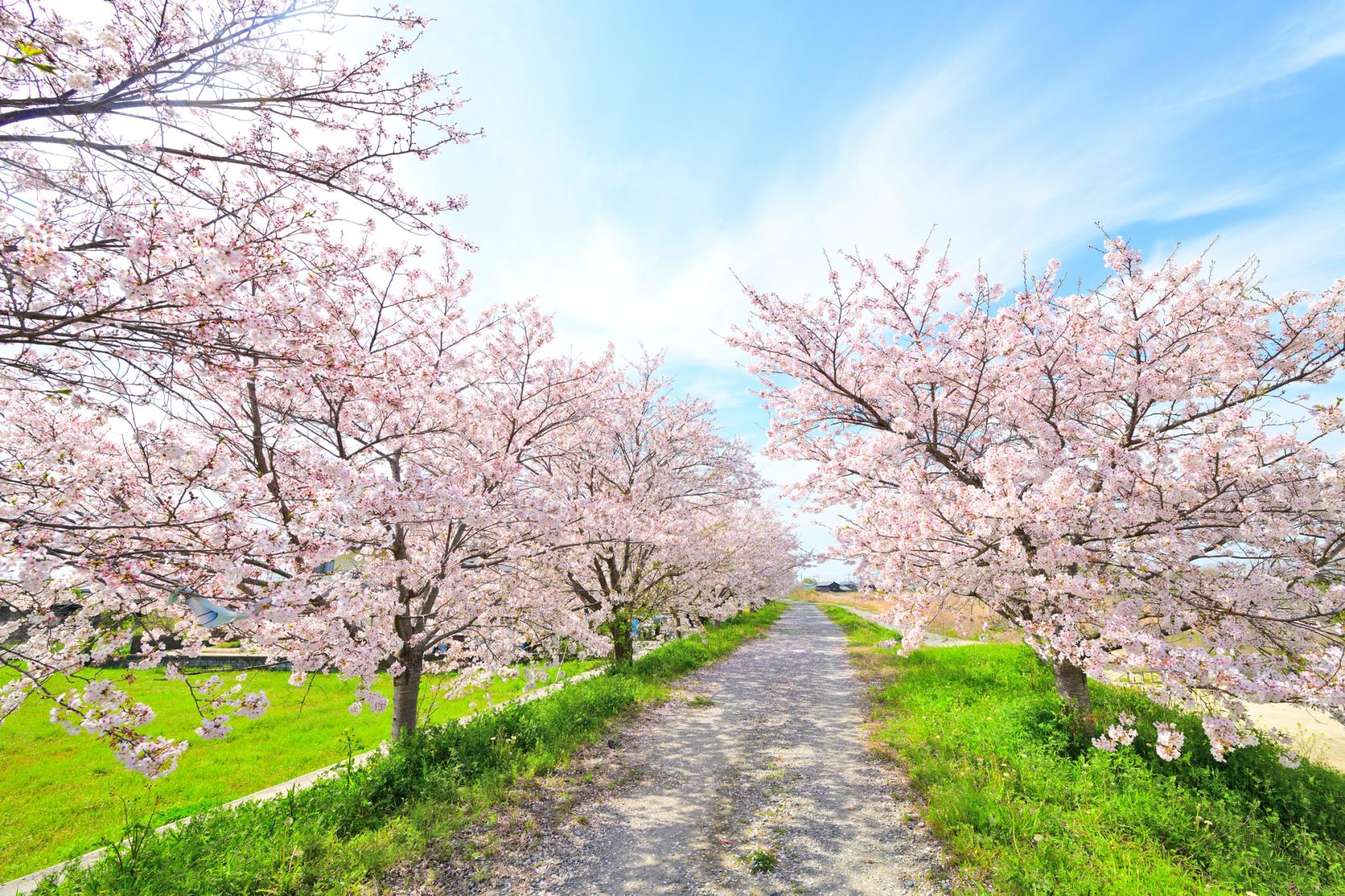 [2025 Edition] The Best Places to See Cherry Blossoms in Fukuoka